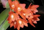 Sophronitis cernua orchid