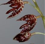 Pluerothallis restrepioides orchid