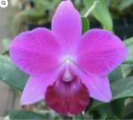Cattleya lc
