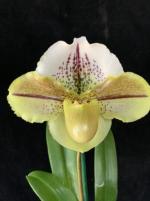 Sophronitis cernua
