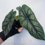 Alocasia spp.