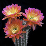 Trichocereus cutting