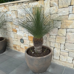 Xanthorrhoea Glauca