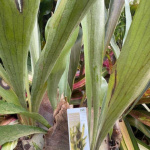 Anacampseros Variegata