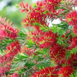 Pratyush Test Plant for home 