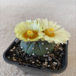 Test Plant Lucie Replicate ACTIVE Dashboard